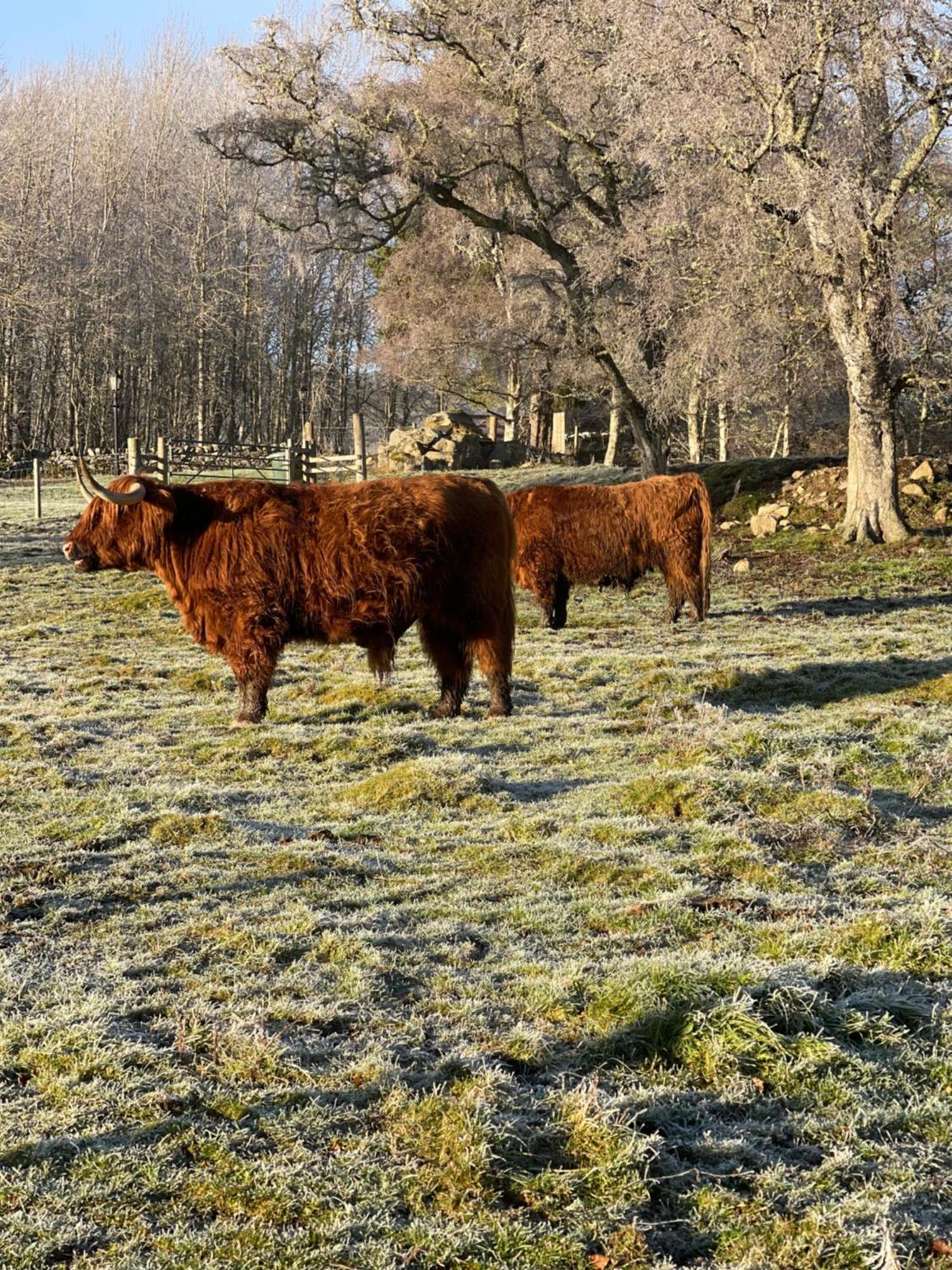 Coppice Cottage Grantown-on-Spey المظهر الخارجي الصورة