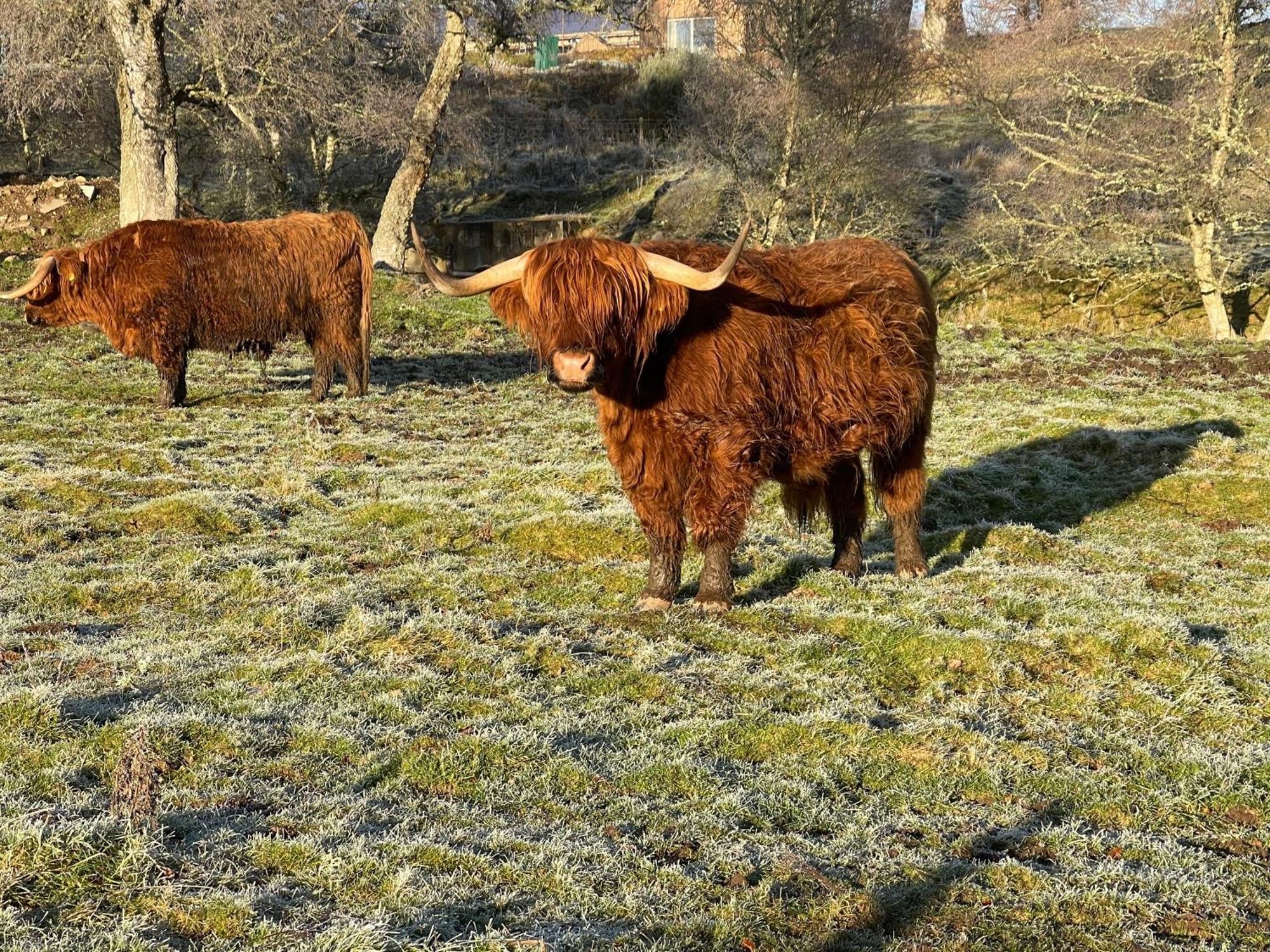 Coppice Cottage Grantown-on-Spey المظهر الخارجي الصورة