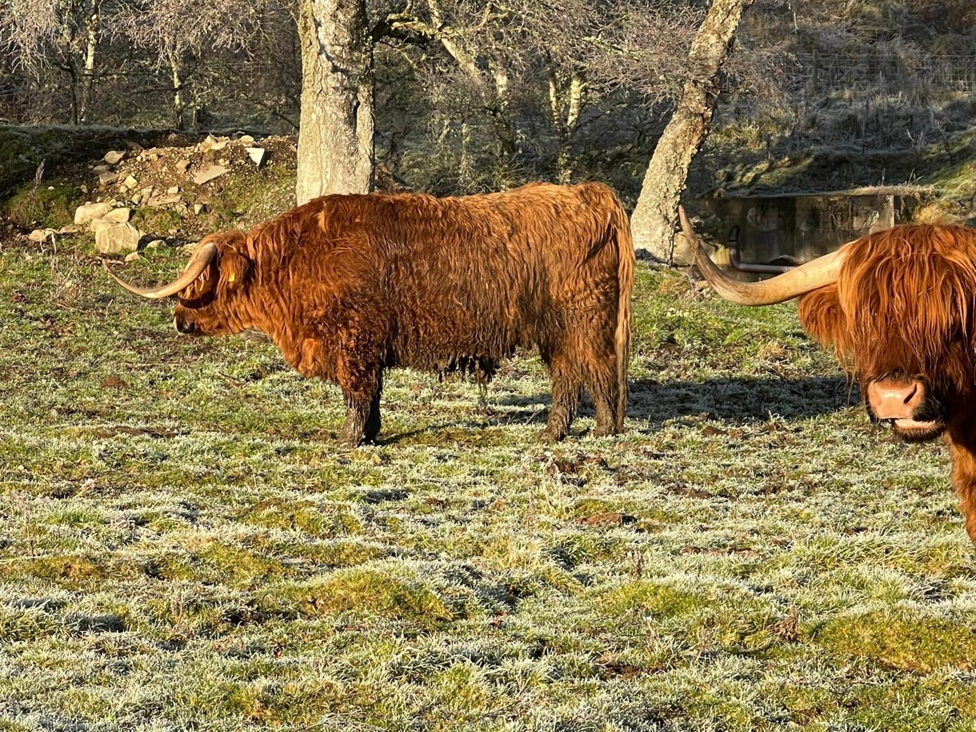 Coppice Cottage Grantown-on-Spey المظهر الخارجي الصورة